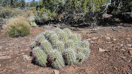 Image of <i>Echinocereus bakeri</i>