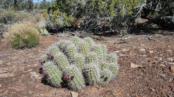 Image of <i>Echinocereus bakeri</i>