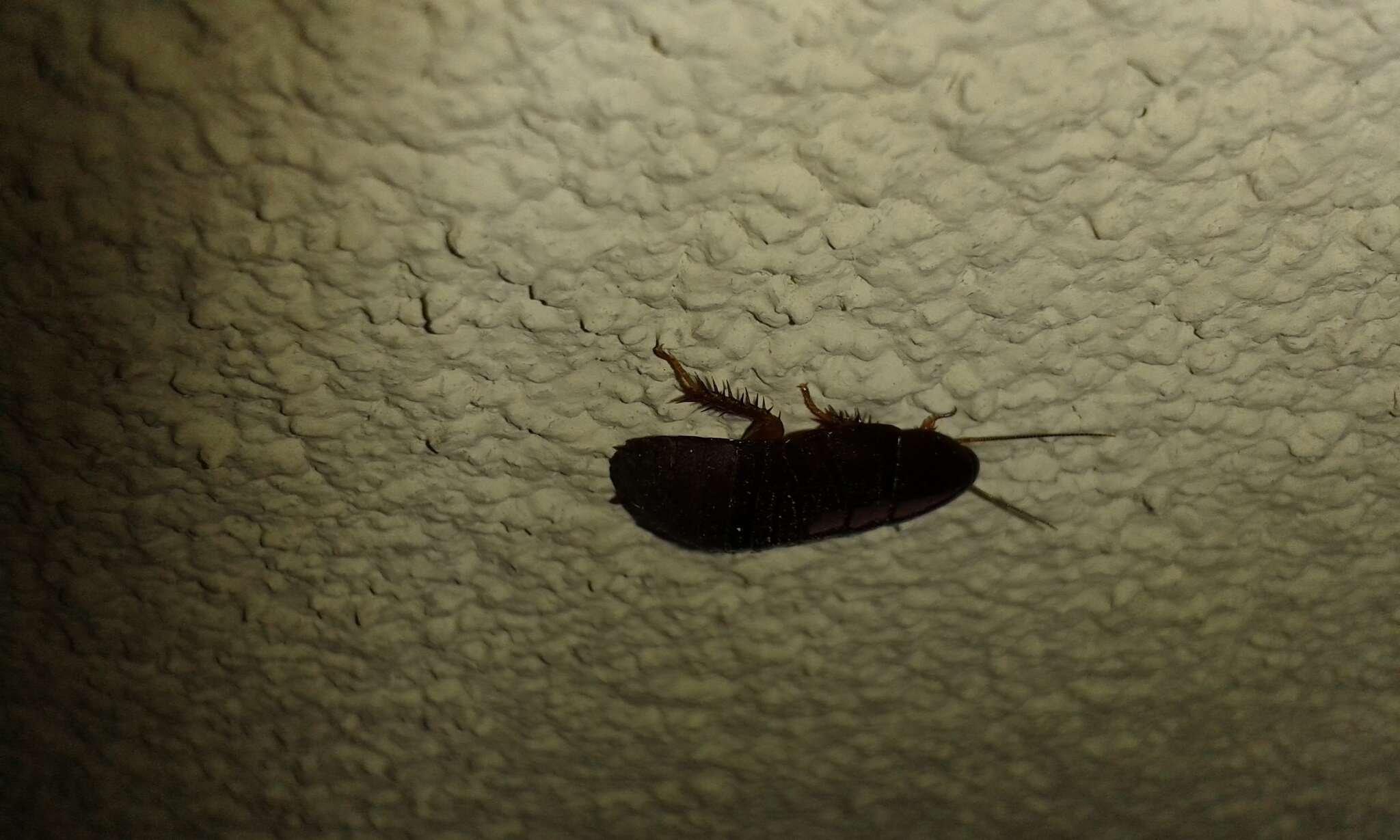 Image of Surinam cockroach