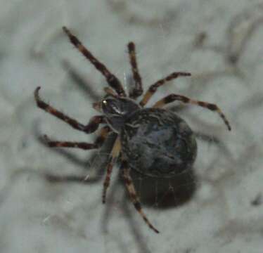 Image of Gray Cross Spider