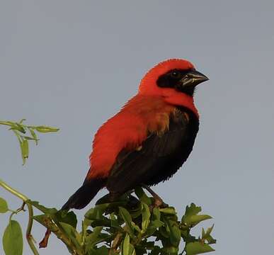 Image of Black-winged Bishop