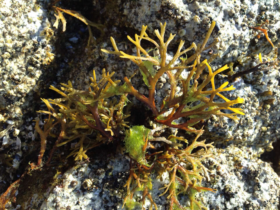 Image of Fucus distichus