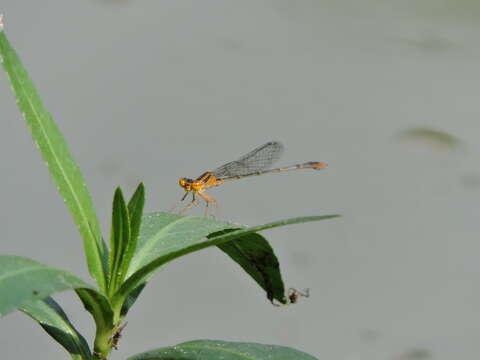 Image of Orange Bluet