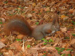 Image of Eurasian red squirrel