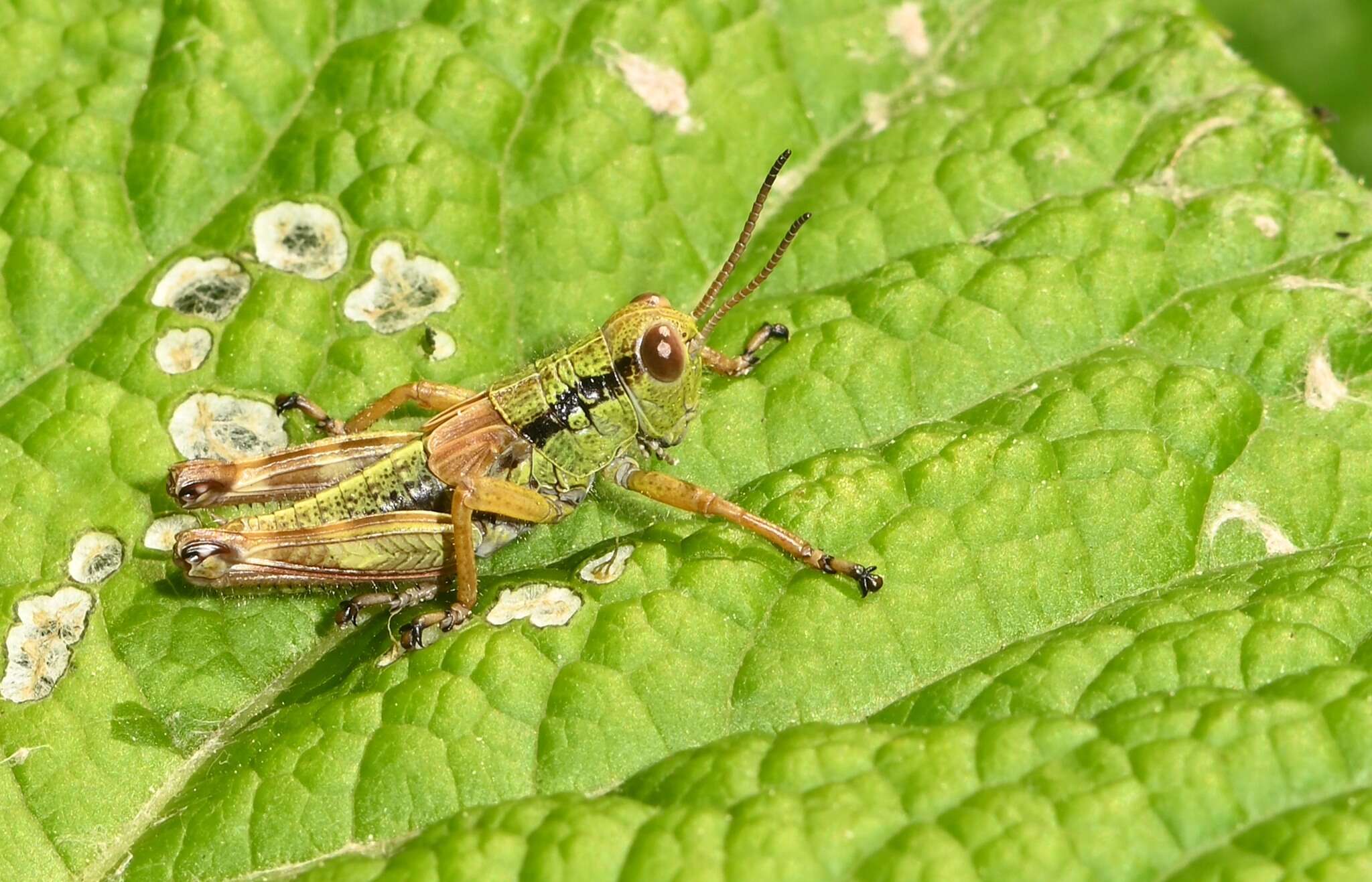 Image of Long-winged Mountain Grasshopper