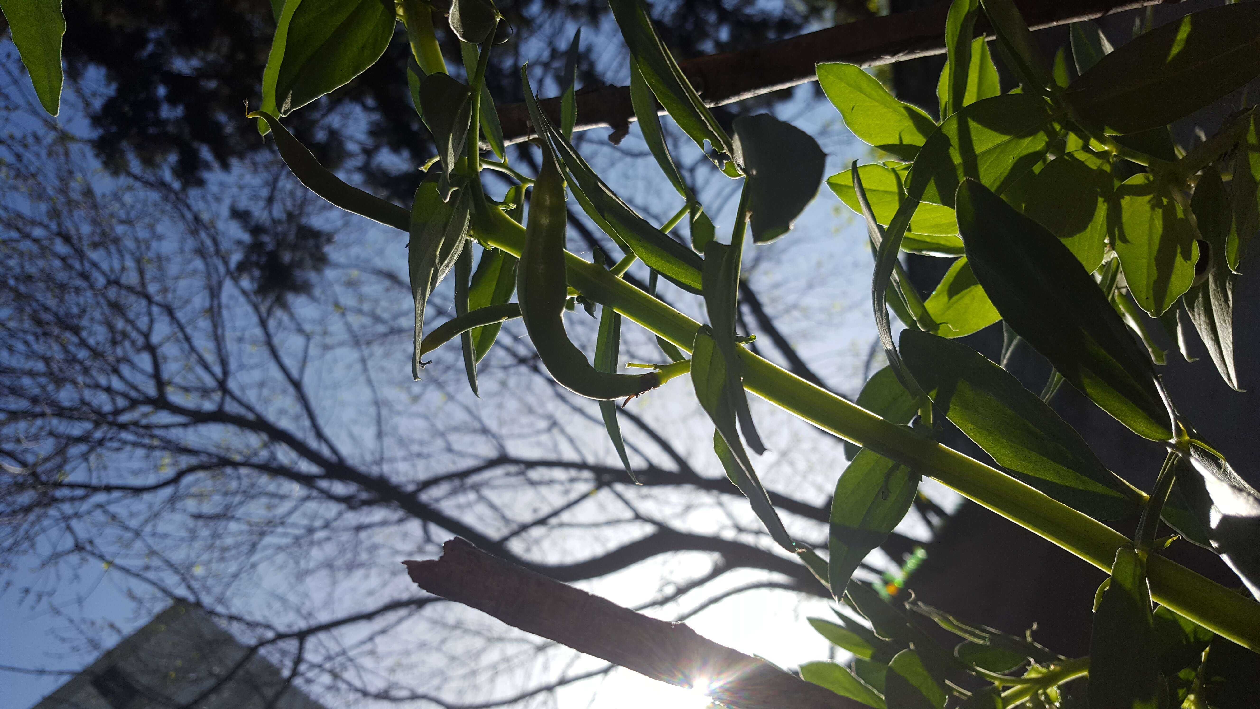 Image of Broad Bean