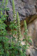 Image de Nepeta annua Pall.