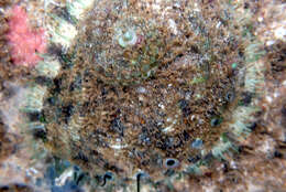 Image of staircase abalone