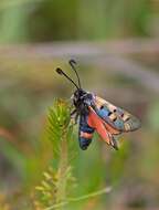 Image of Zygaena rhadamanthus Esper 1793