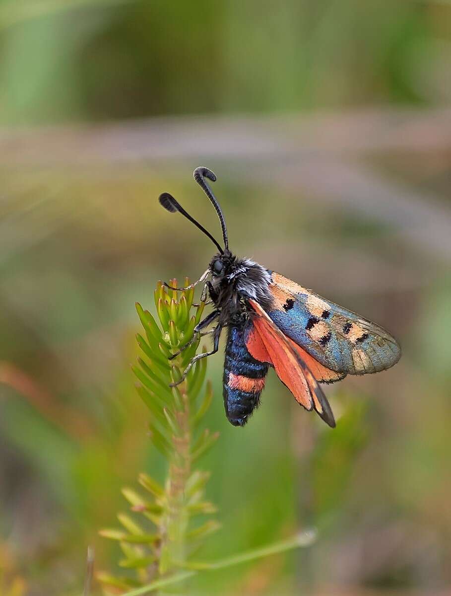 Image of Zygaena rhadamanthus Esper 1793