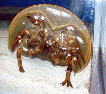 Image of Horseshoe Crab