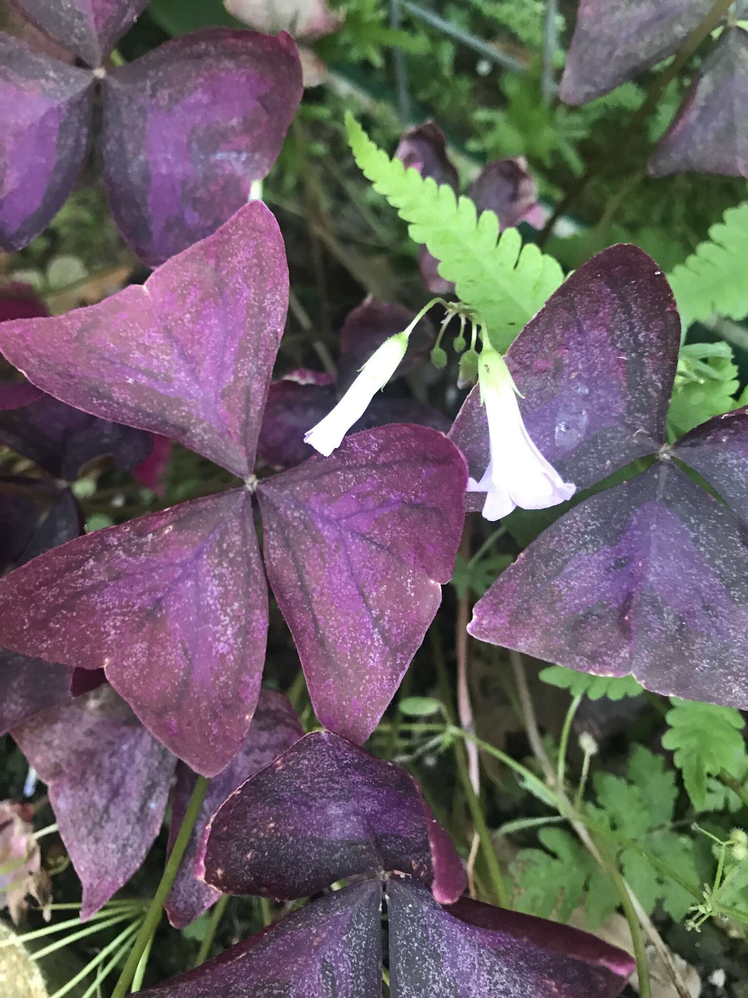 Image of Wood sorrel