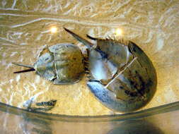 Image of Horseshoe Crab