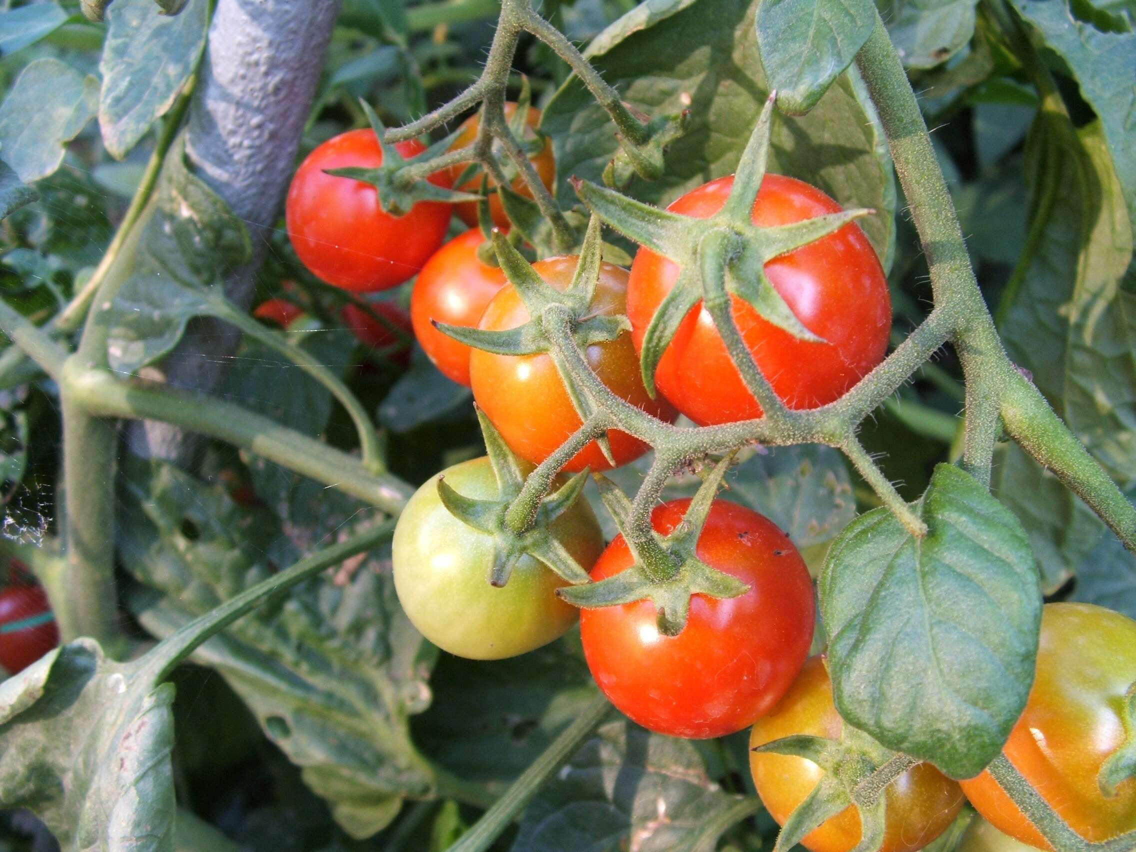 Image of tomato