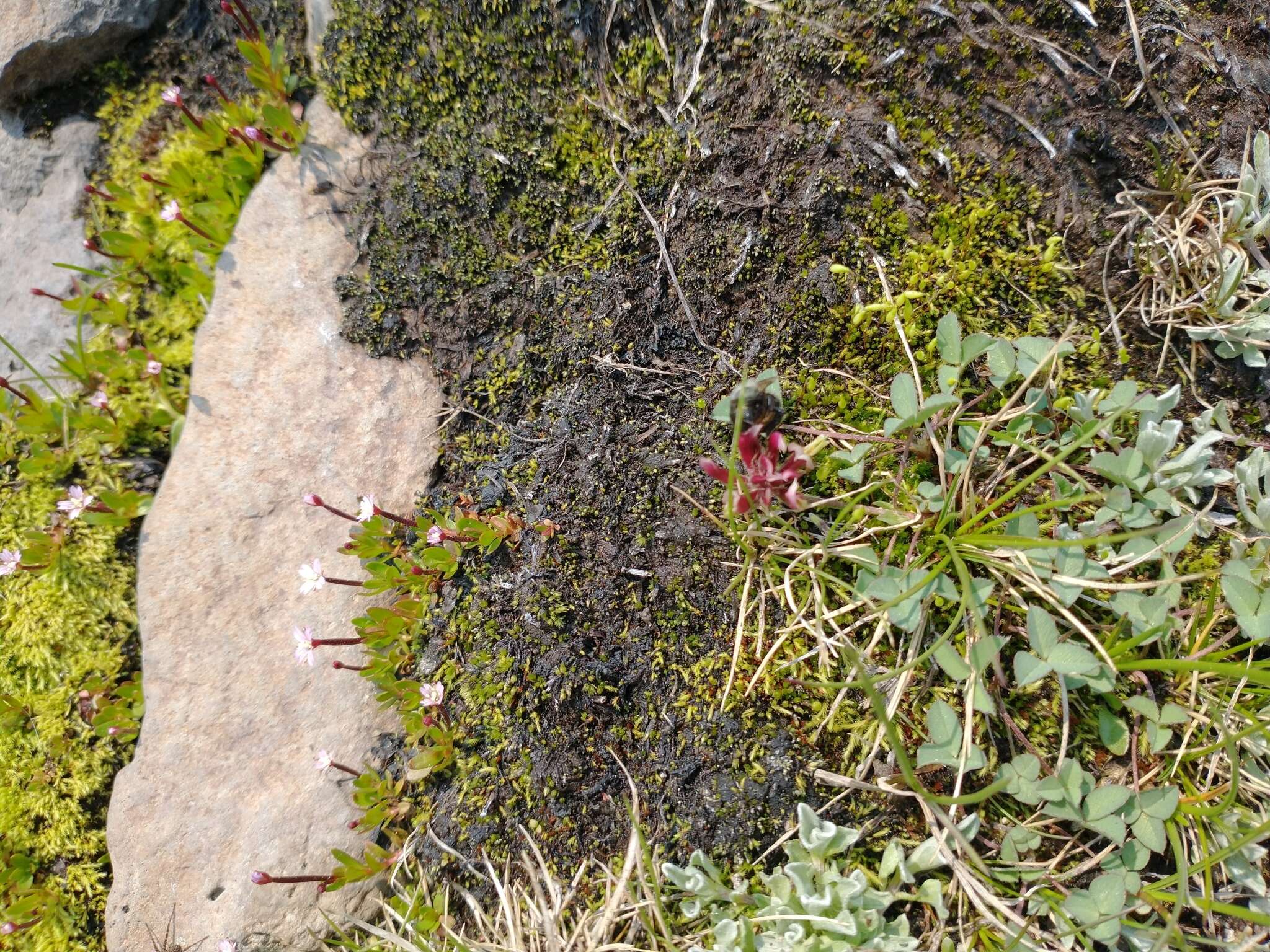 Image of longstalk clover