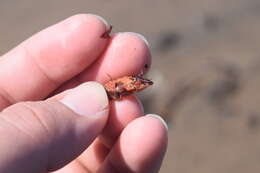 Image of Arctic lyre crab