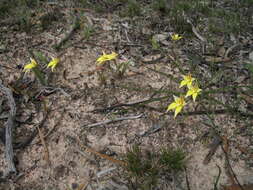 Caladenia flava subsp. flava resmi