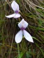 Image of Brownleea macroceras Sond.