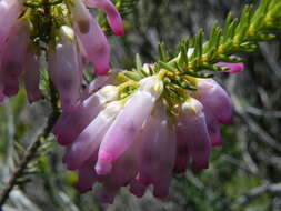 Image of nine-pin heath