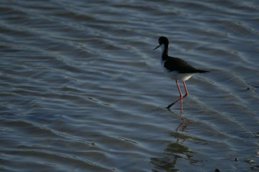 Image of Himantopus Brisson 1760