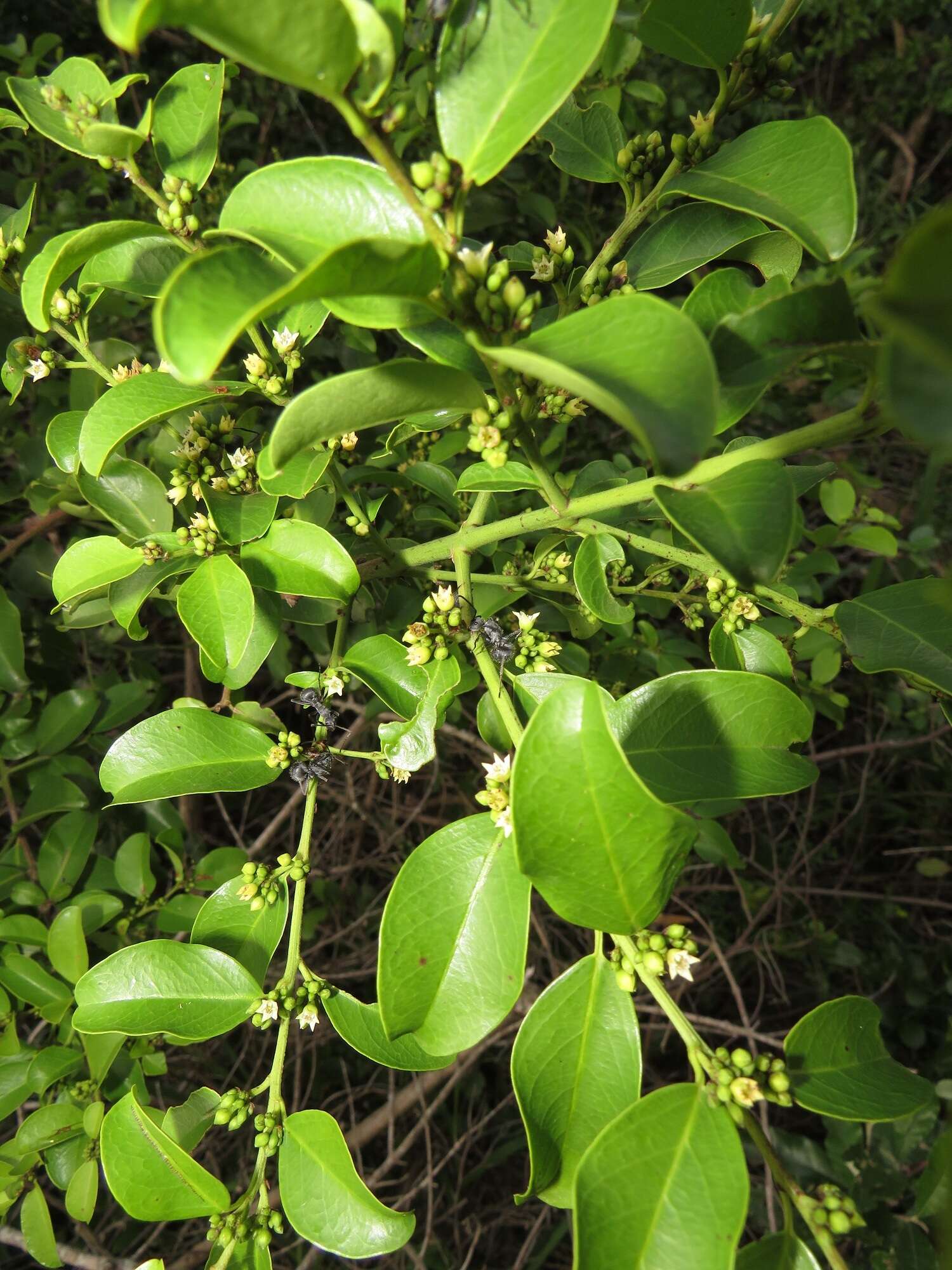 Image de Scutia myrtina (Burm. fil.) Kurz