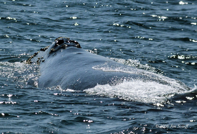 Image of North Pacific Right Whale