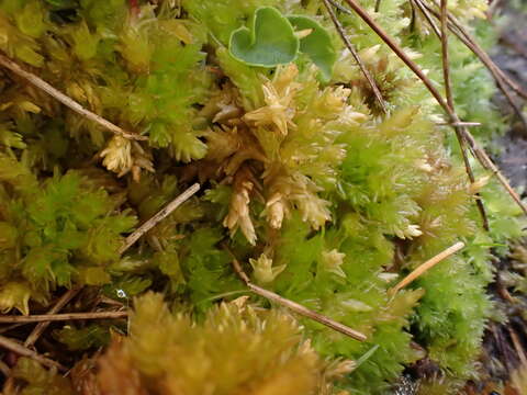 Image of Low sphagnum moss