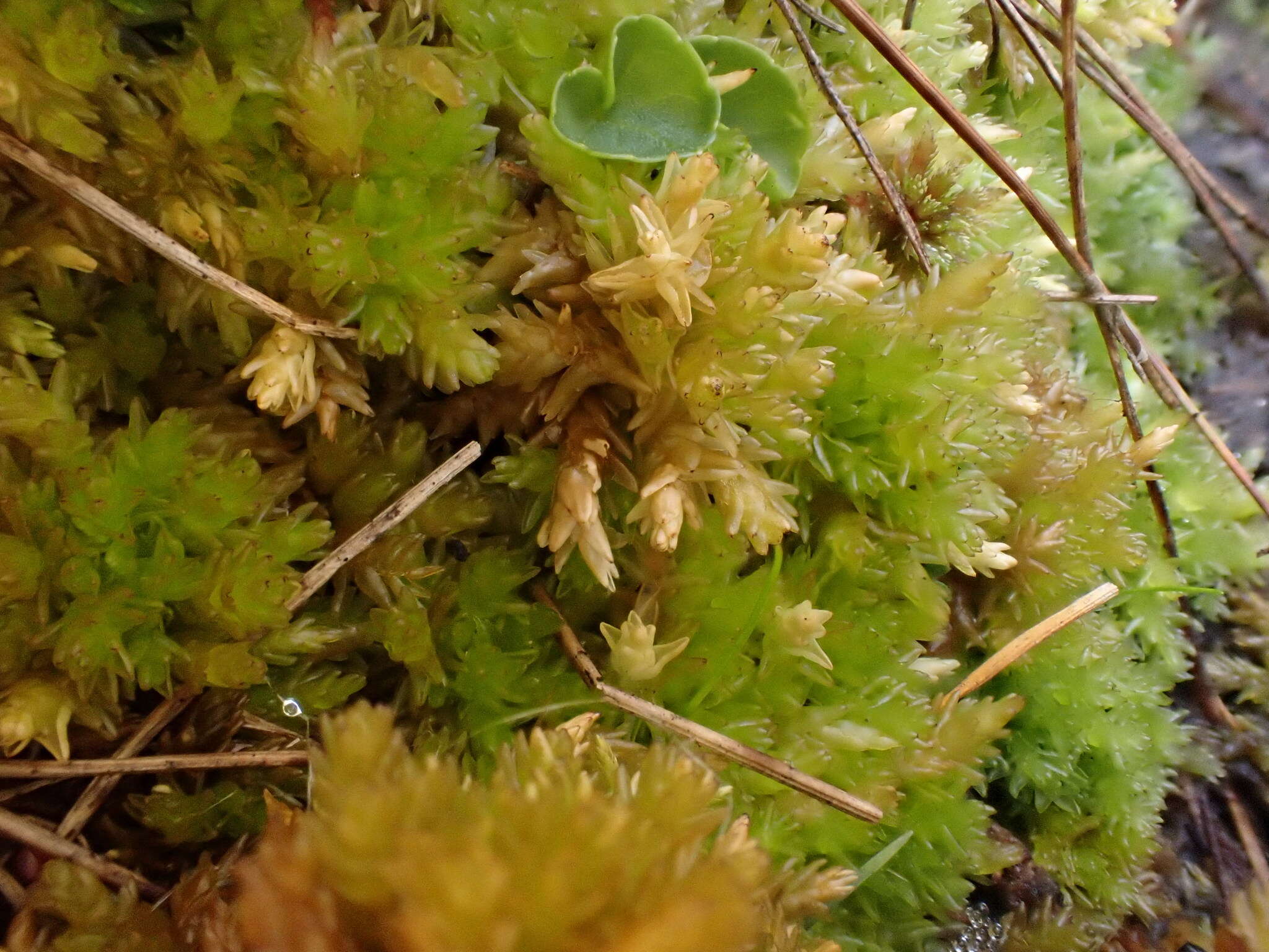 Image of Low sphagnum moss