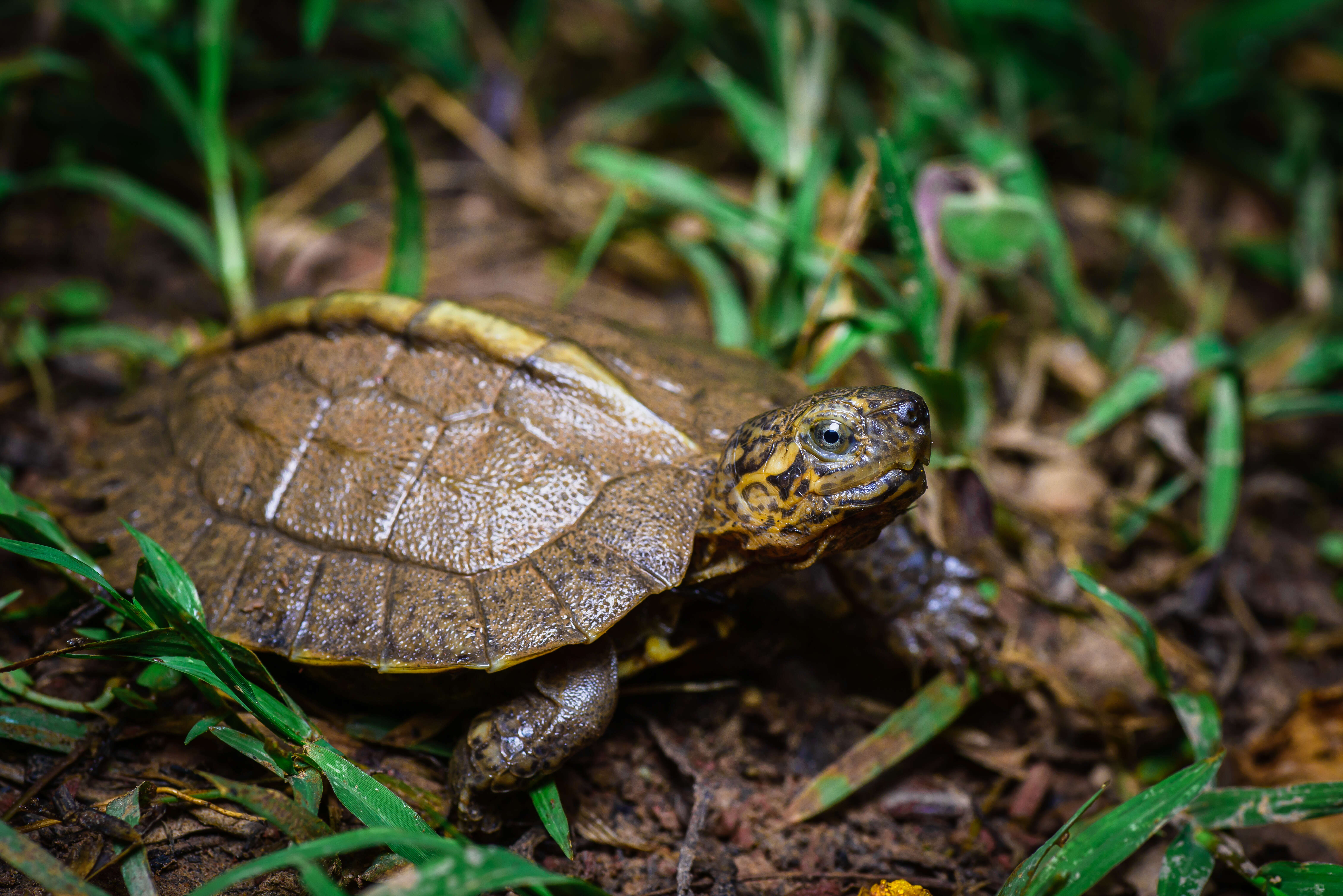 Image of Giant Asian Pond Turtle