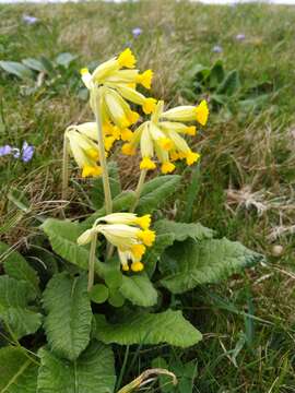 Image of Primula veris subsp. veris