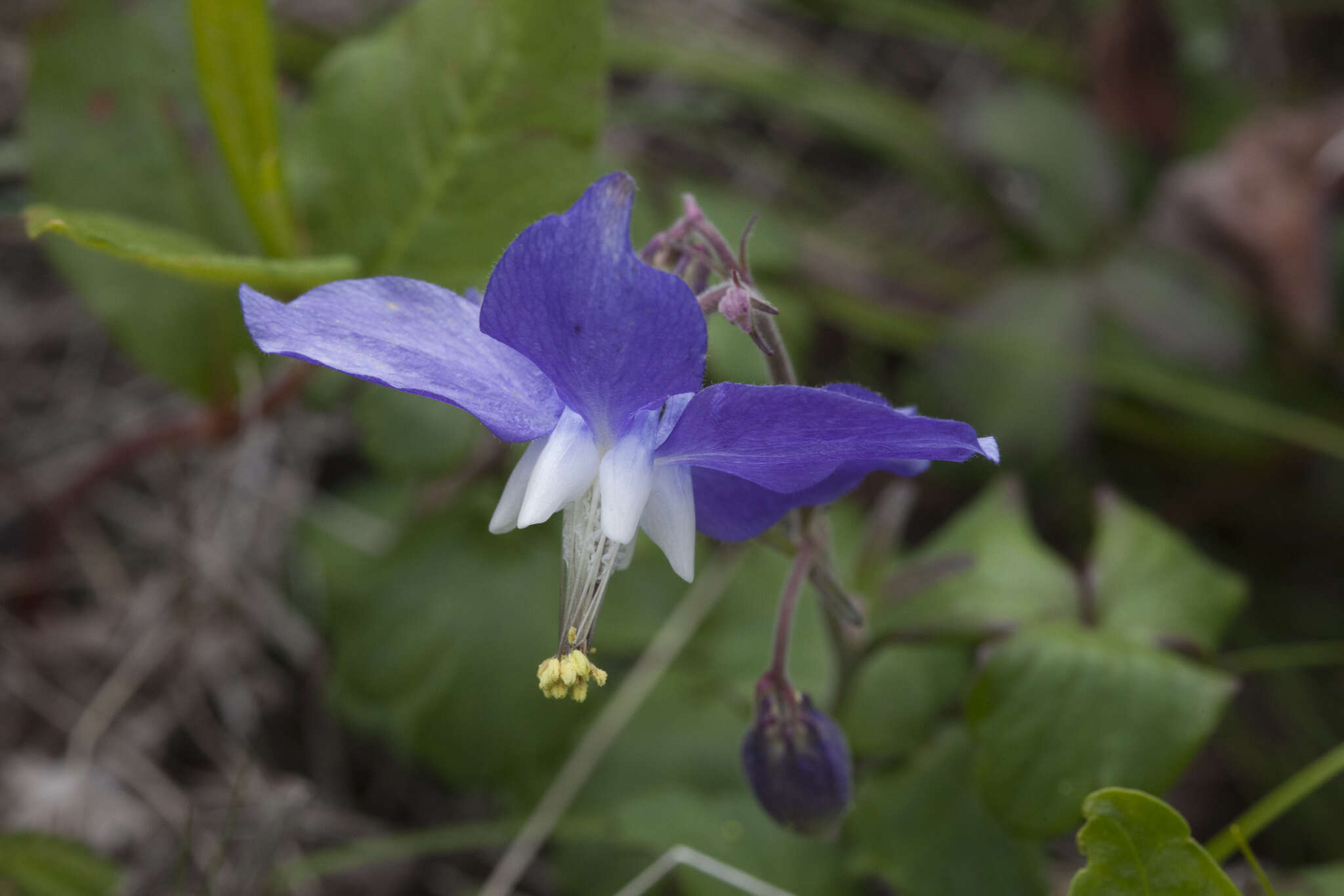 Image of Aquilegia parviflora Ledeb.