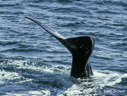 Image of North Pacific Right Whale