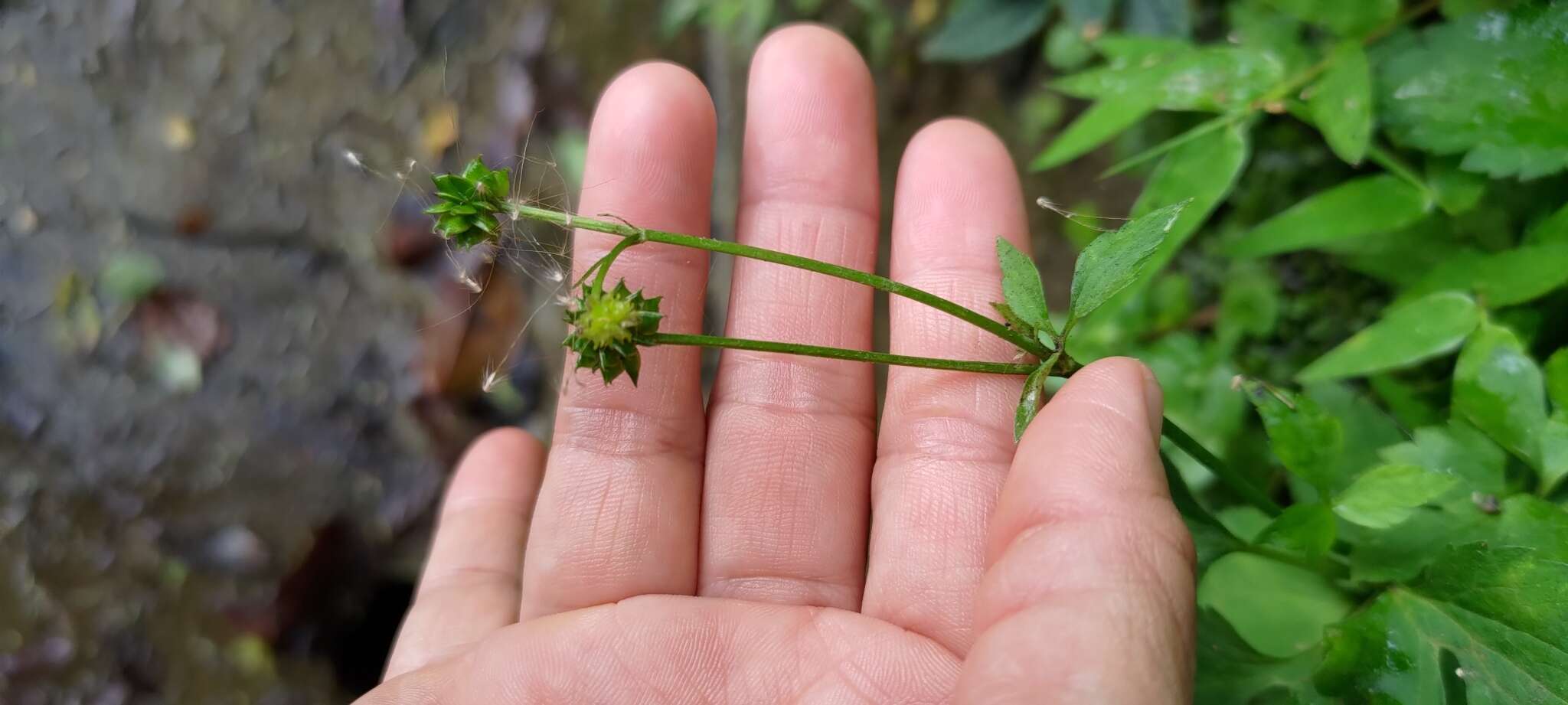 鉤柱毛茛的圖片