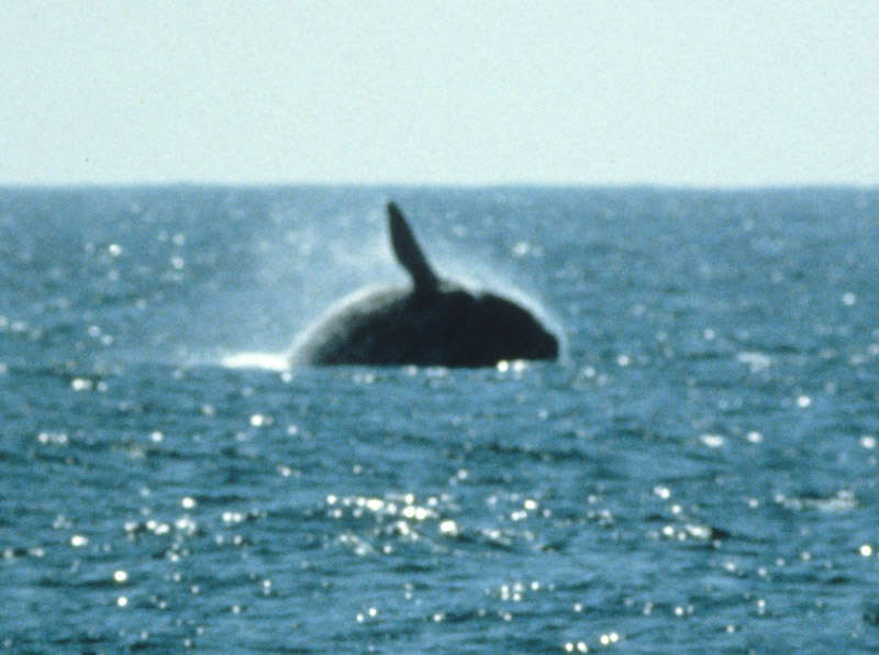 Image of North Pacific Right Whale