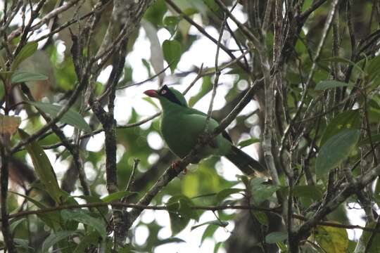 Image of Bornean Green Magpie