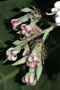 Image of cashew