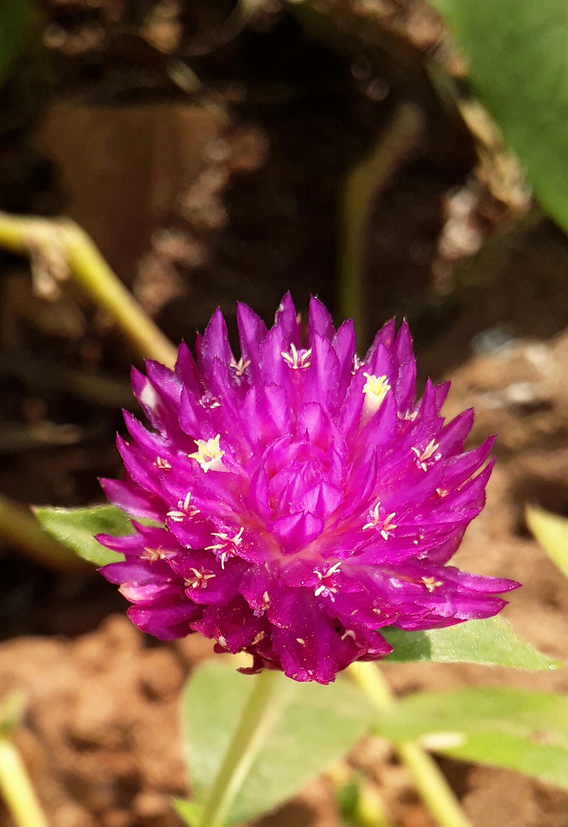 Image of Globe Amaranth