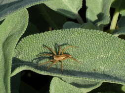 Image of Nursery-web spider