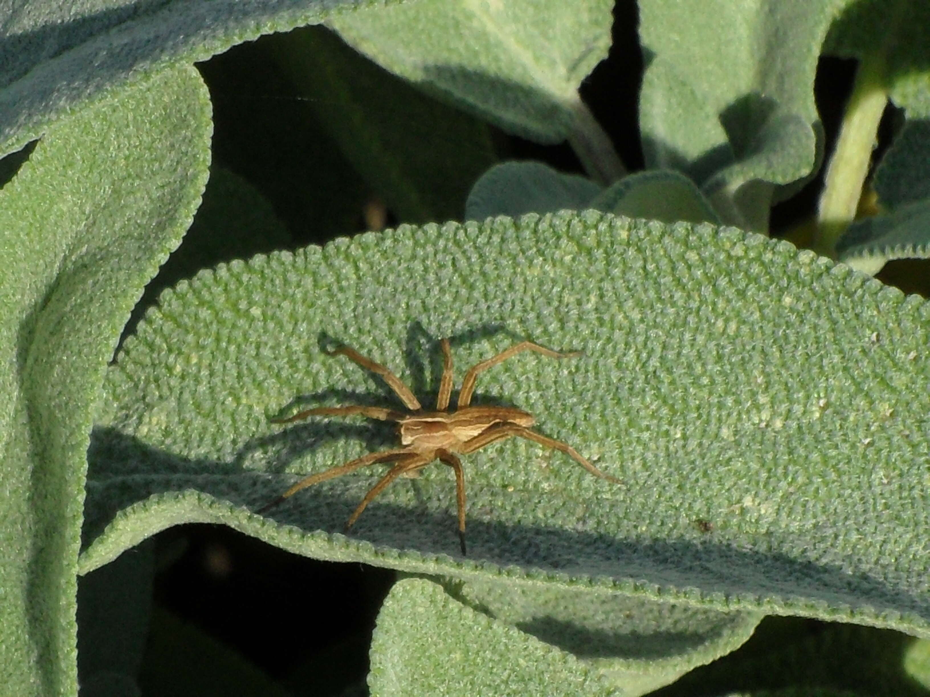 Image of Nursery-web spider