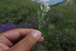 Imagem de Trifolium pannonicum subsp. elongatum (Willd.) Zohary