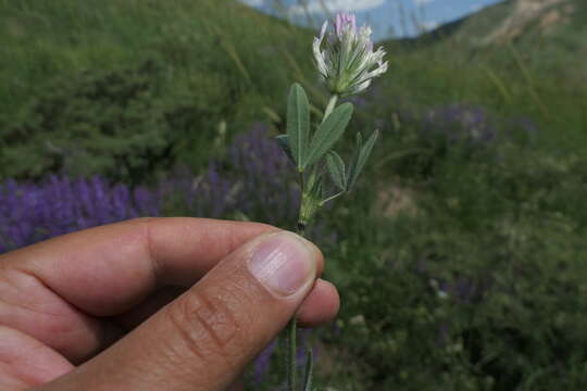 Image of Trifolium pannonicum subsp. elongatum (Willd.) Zohary