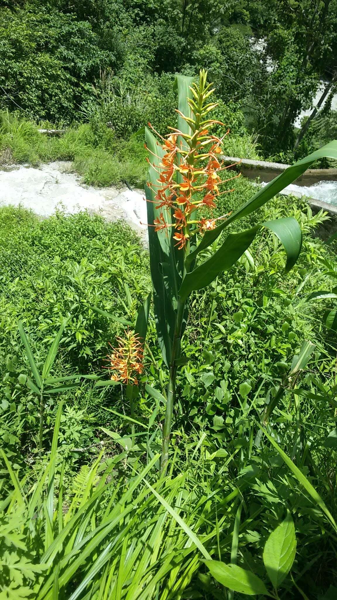 Слика од Hedychium coccineum Buch.-Ham. ex Sm.