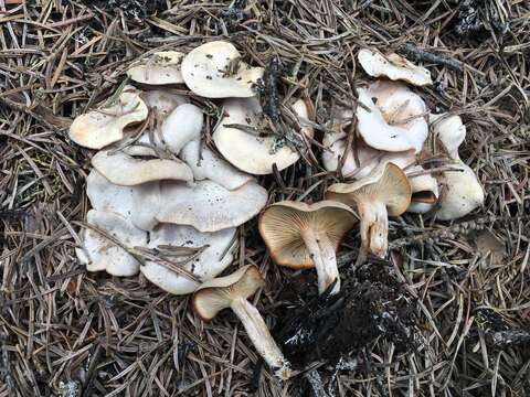 Image of Clitocybe albirhiza H. E. Bigelow & A. H. Sm. 1963