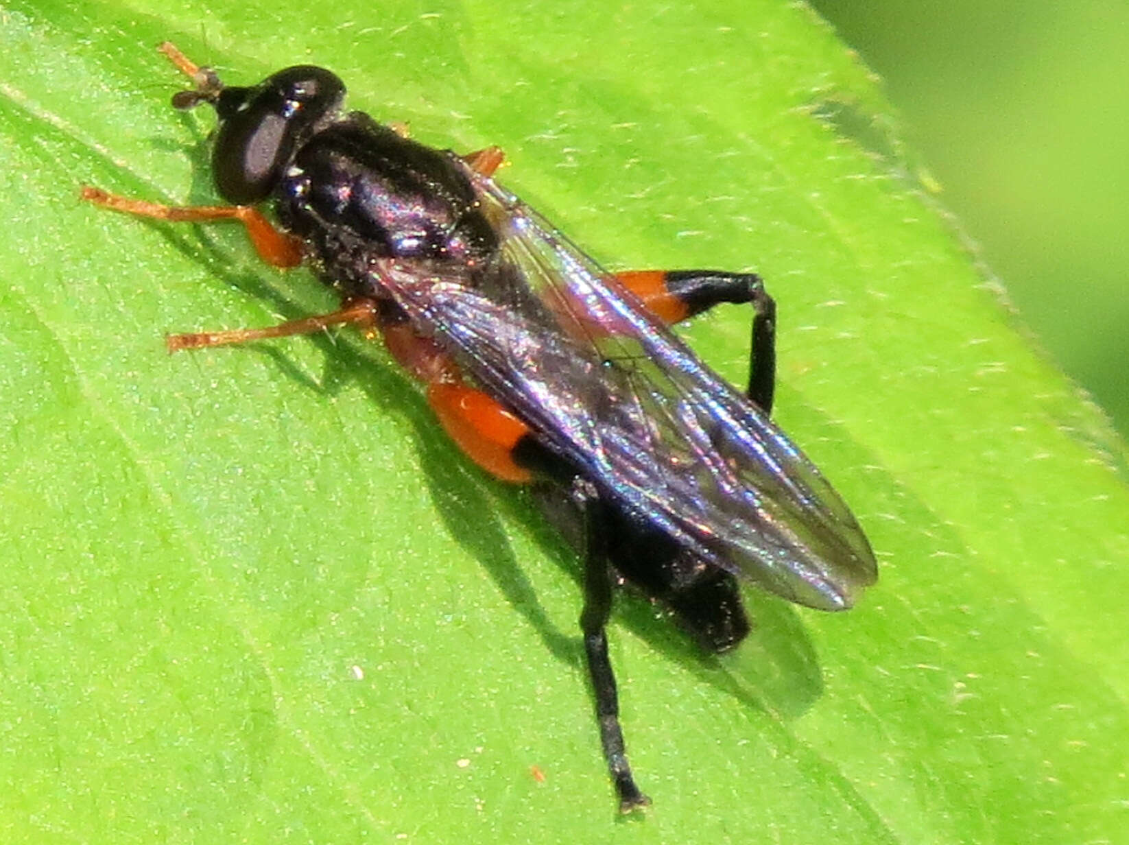 Image of Chalcosyrphus vecors (Osten Sacken 1875)