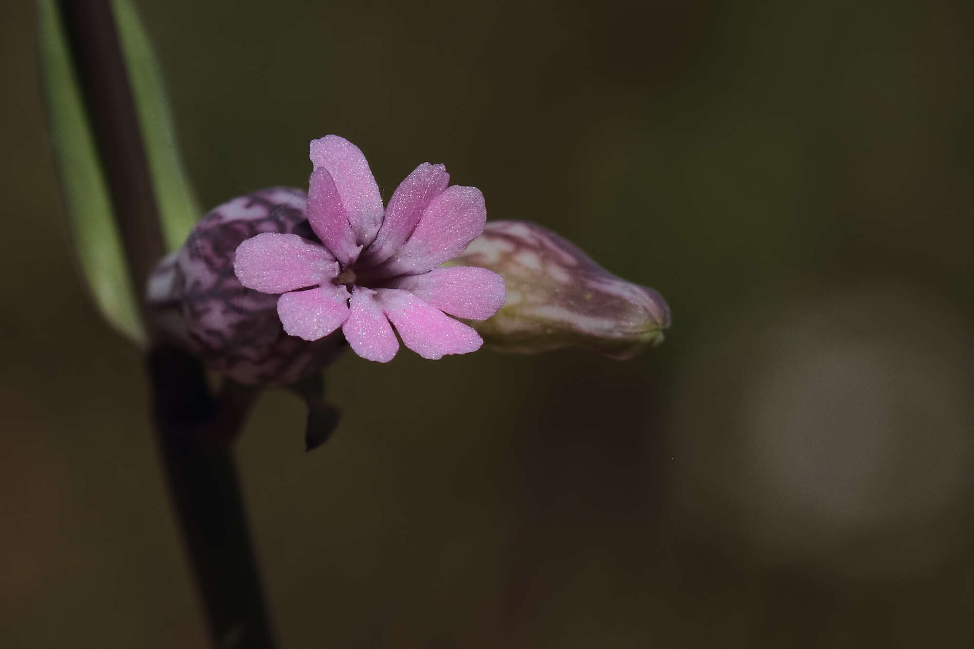 Image of Silene behen L.