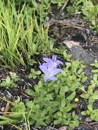 Image de Campanula wilkinsiana Greene