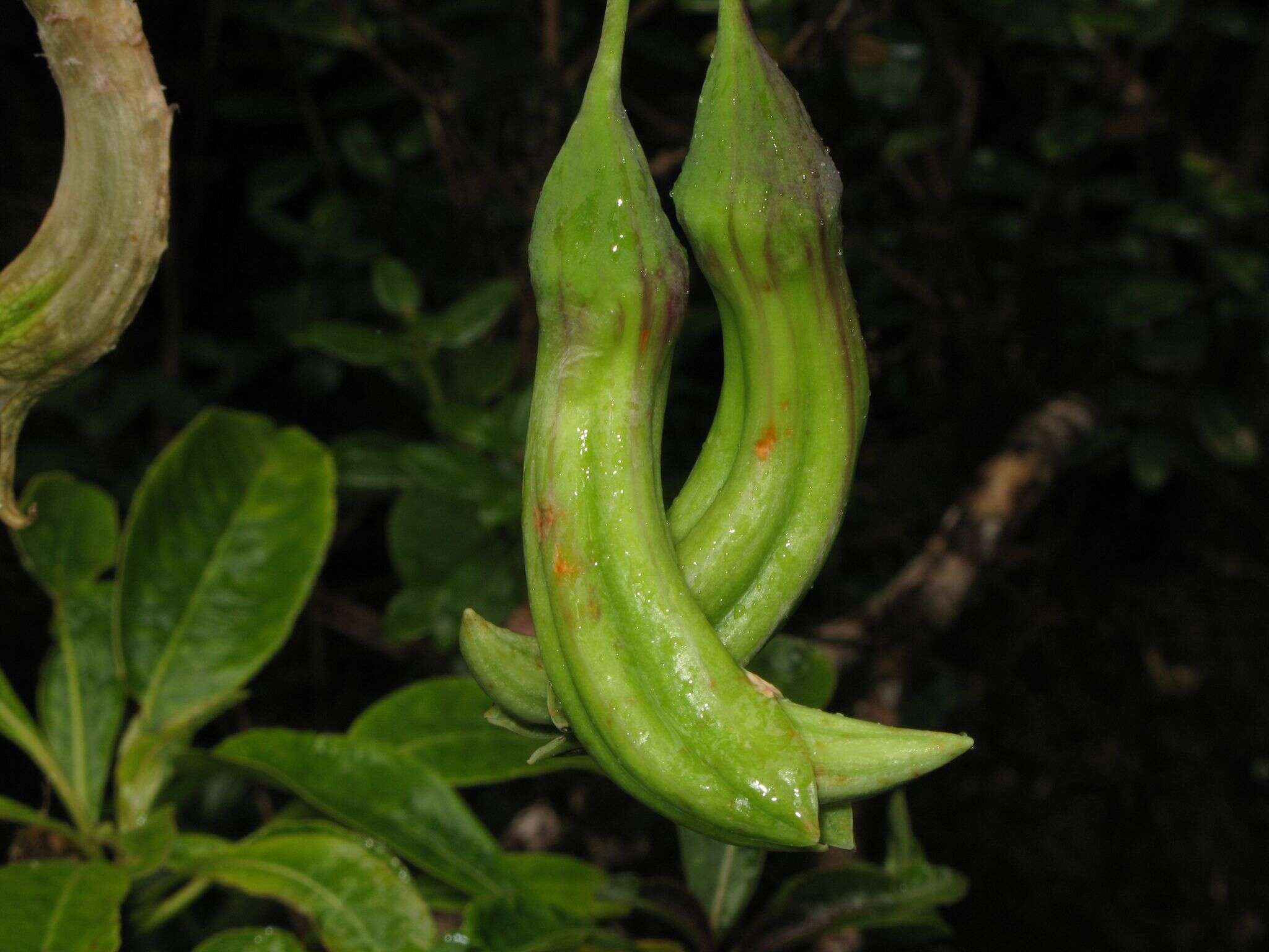 Слика од Clermontia grandiflora subsp. grandiflora