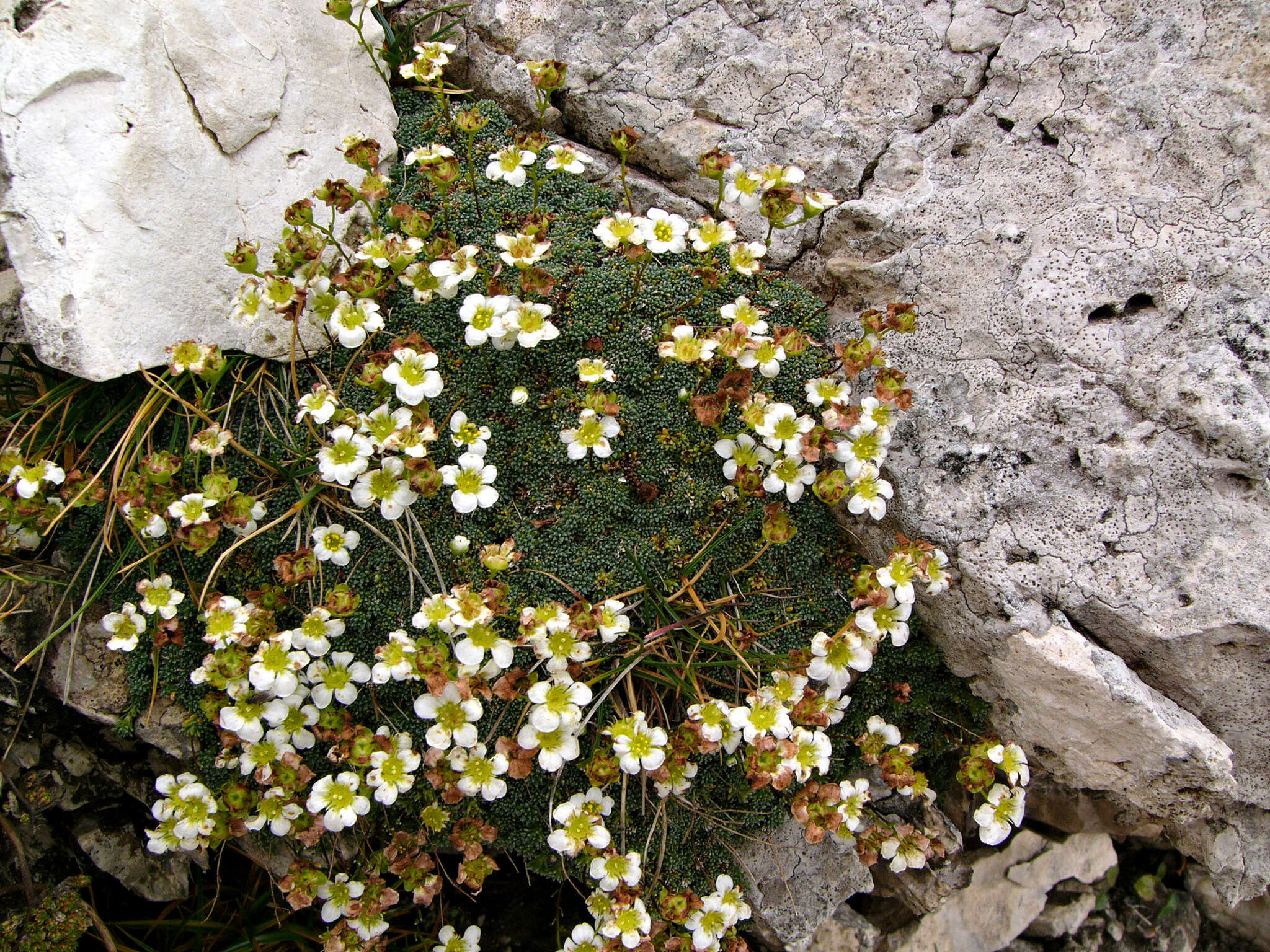 Sivun Saxifraga squarrosa Sieber kuva