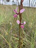 Image of Purple donkey orchid