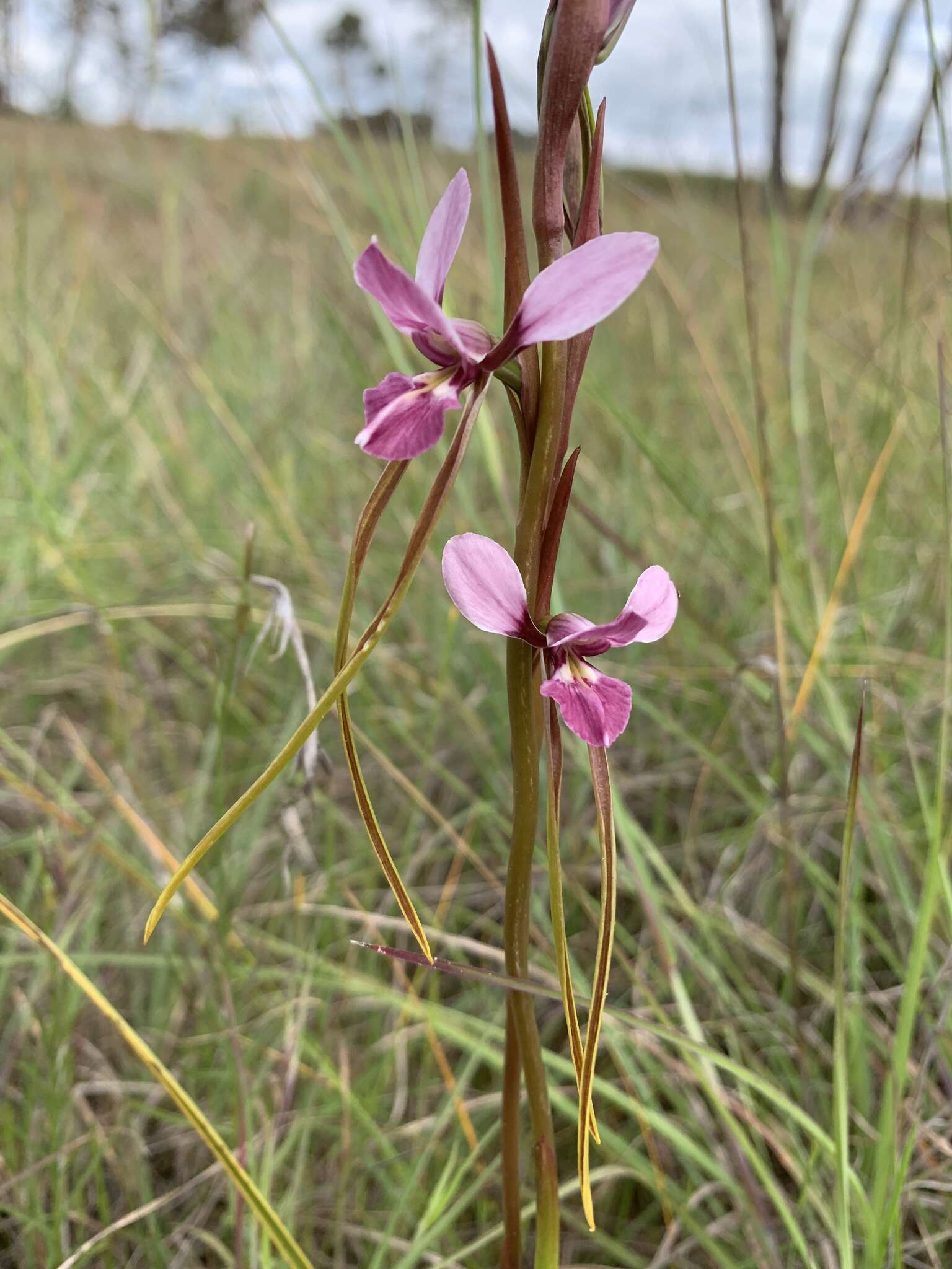 Image of Purple donkey orchid